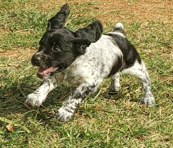 WILLOW-BLUE ROAN FEMALE (AVAILABLE)