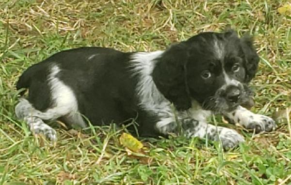 SHADOW-BLUE ROAN MALE (AVAILABLE)