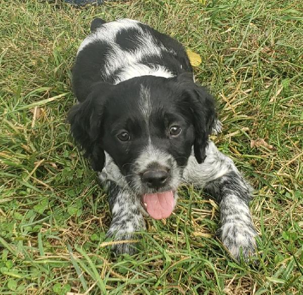 LUNA-BLUE ROAN FEMALE (HOLD)