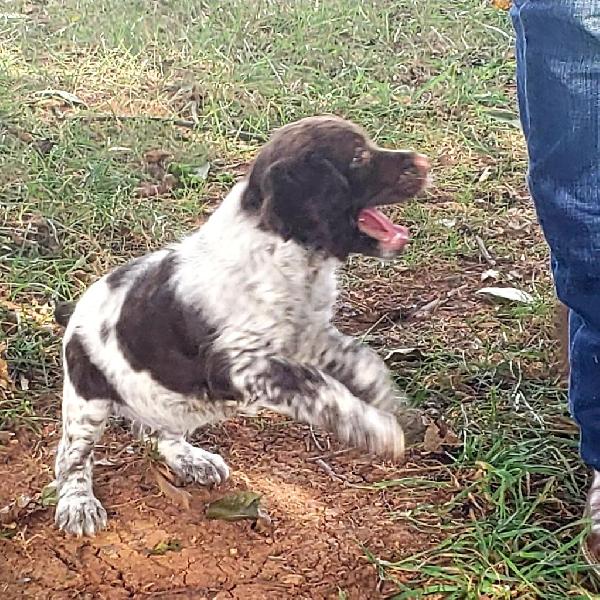 SAGE-LIVER ROAN FEMALE (RESERVED)