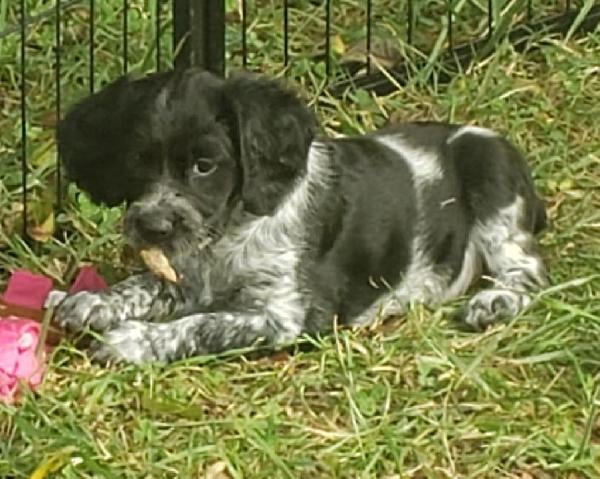 SADIE-BLUE ROAN FEMALE (RESERVED)