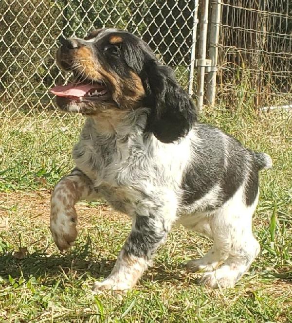 RAVEN-BLACK TRICOLOR ROAN FEMALE (RESERVED)