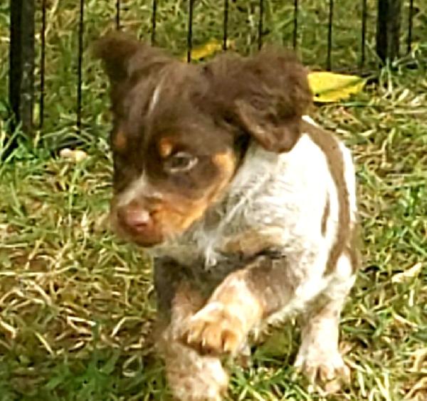 HOSS-LIVER TRICOLOR ROAN MALE (RESERVED)
