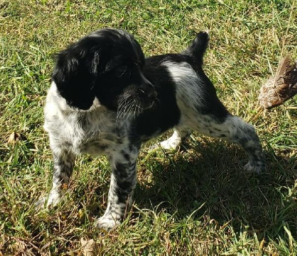 American Brittany