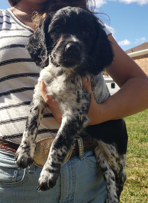 WILLOW-BLUE ROAN FEMALE (HOLD)