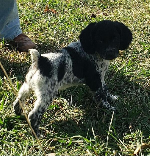 American Brittany