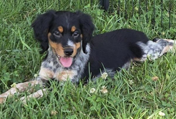 GABBY