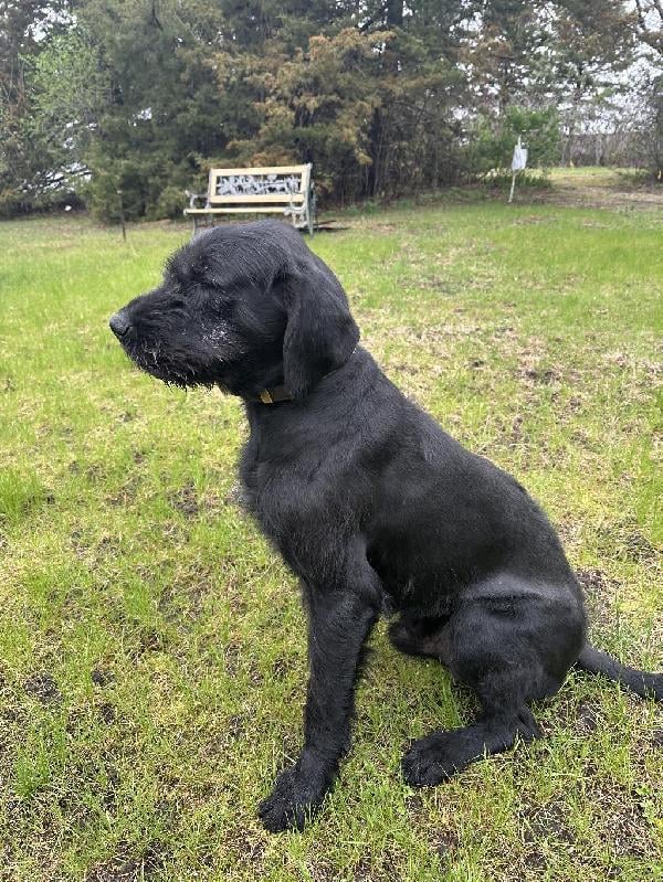 Pudelpointer