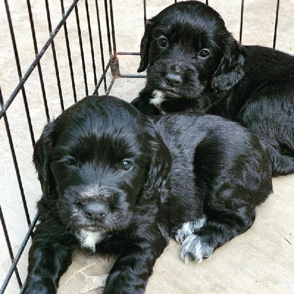english cocker spaniel puppies for sale