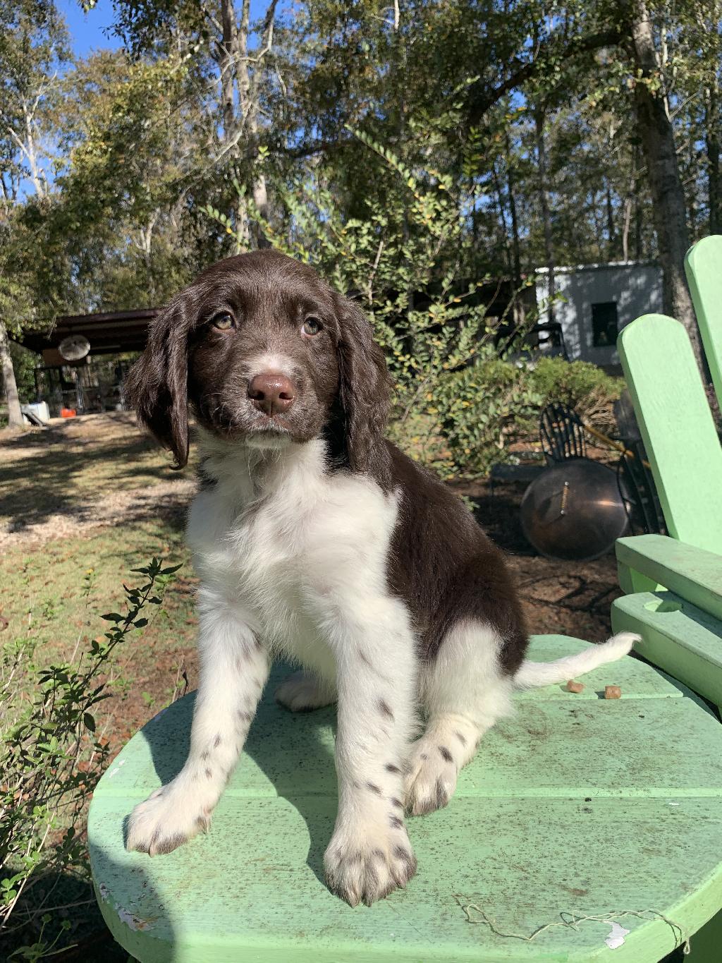 SMALL MUNSTERLANDER PUPPIES FOR SALE