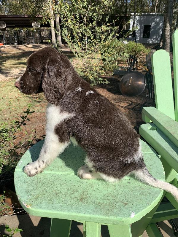 SMALL MUNSTERLANDER PUPPIES FOR SALE