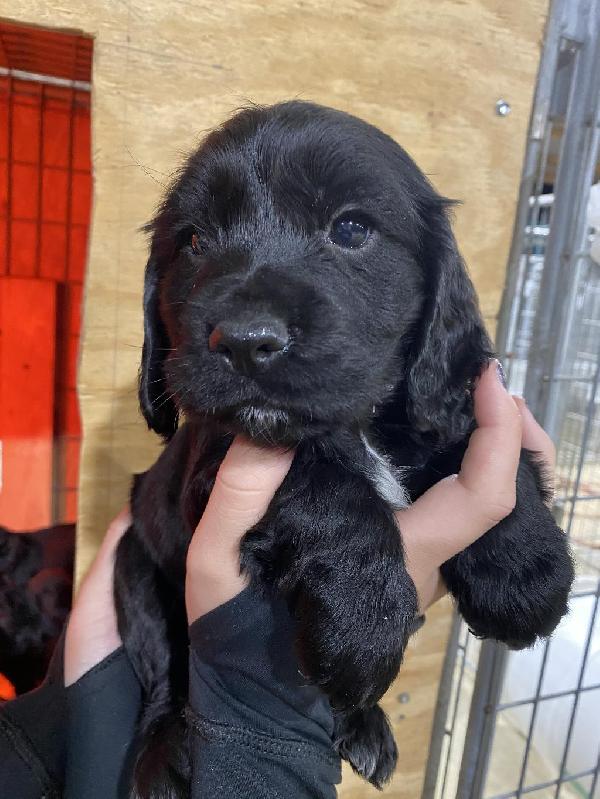 English Cocker Spaniel