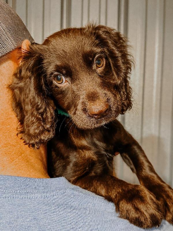 FIELD BRED ENGLISH COCKER SPANIEL PUPPIES