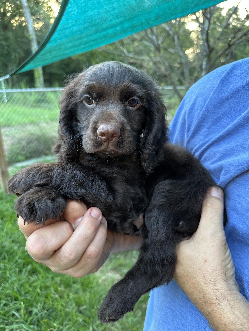 FIELD BRED ENGLISH COCKER SPANIEL PUPPIES pic picture