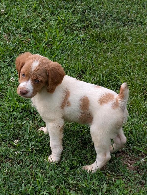 American Brittany
