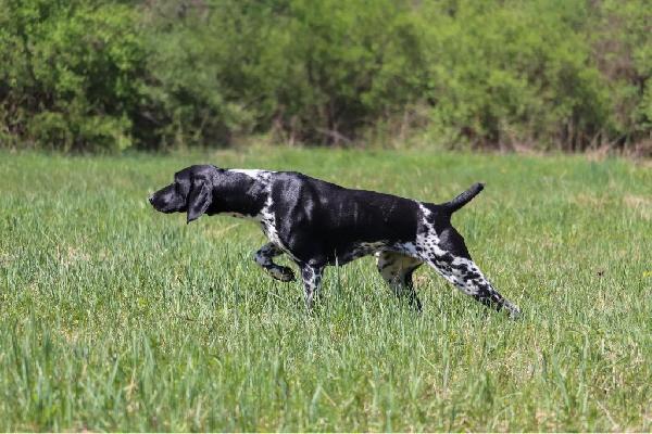 German Shorthaired Pointer