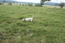 Pointer Female