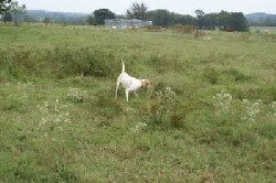 English Pointer Male