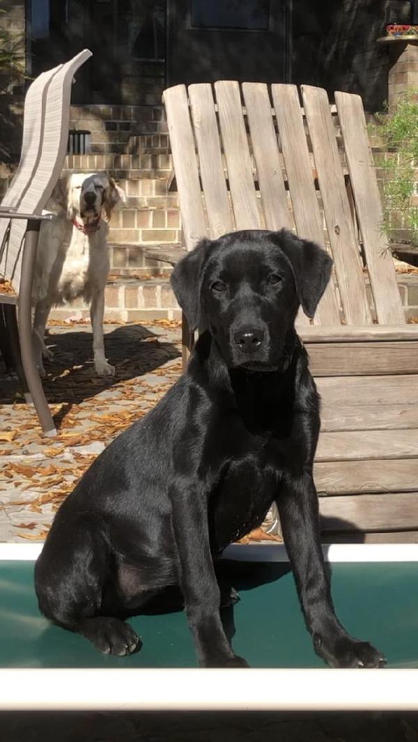 British Labrador Retriever