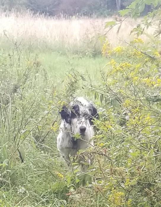 English Setter
