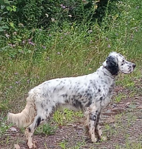English Setter