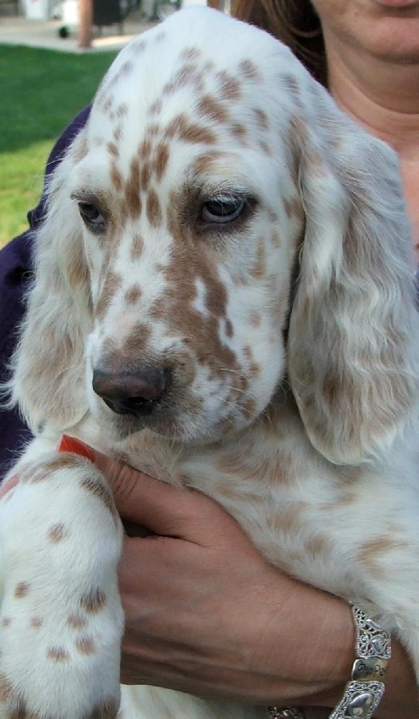 English Setter