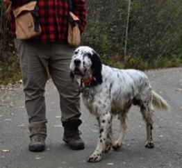 English Setter