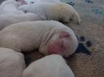 PUPPIES FOR SALE