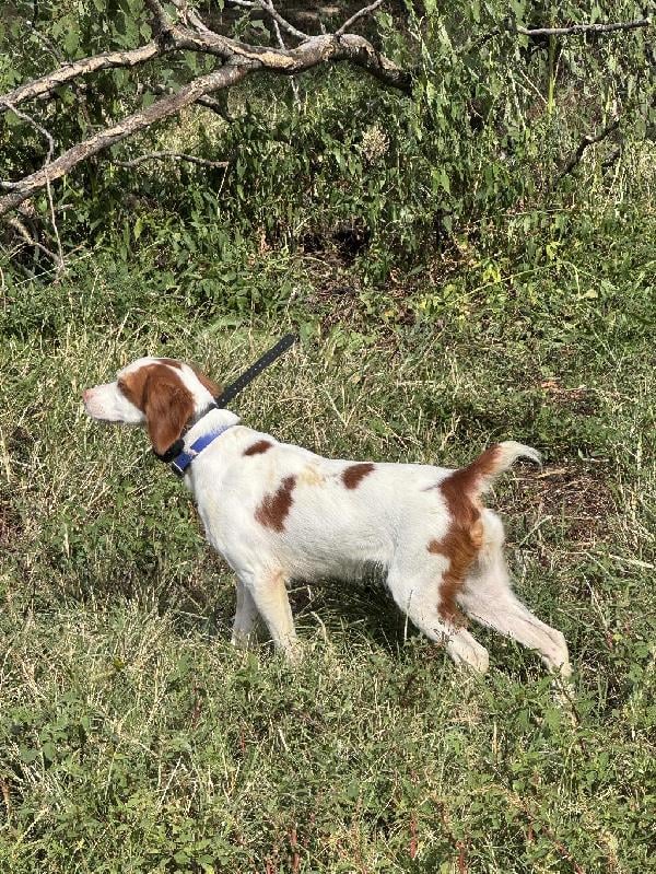 American Brittany