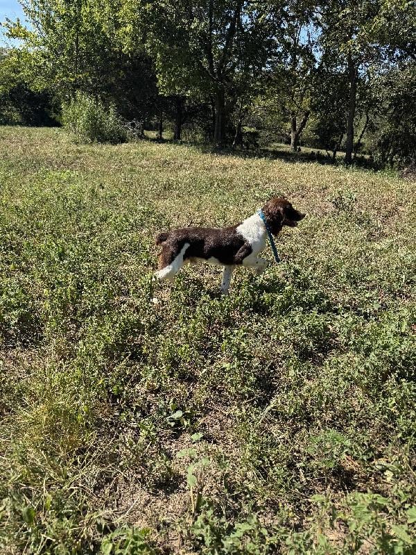 BJ American Brittany