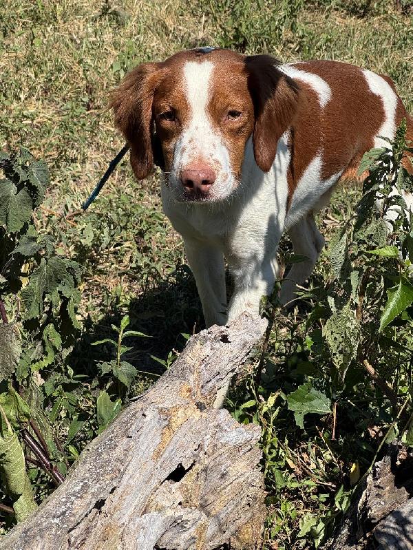 American Brittany