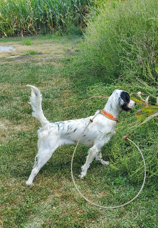 English Setter