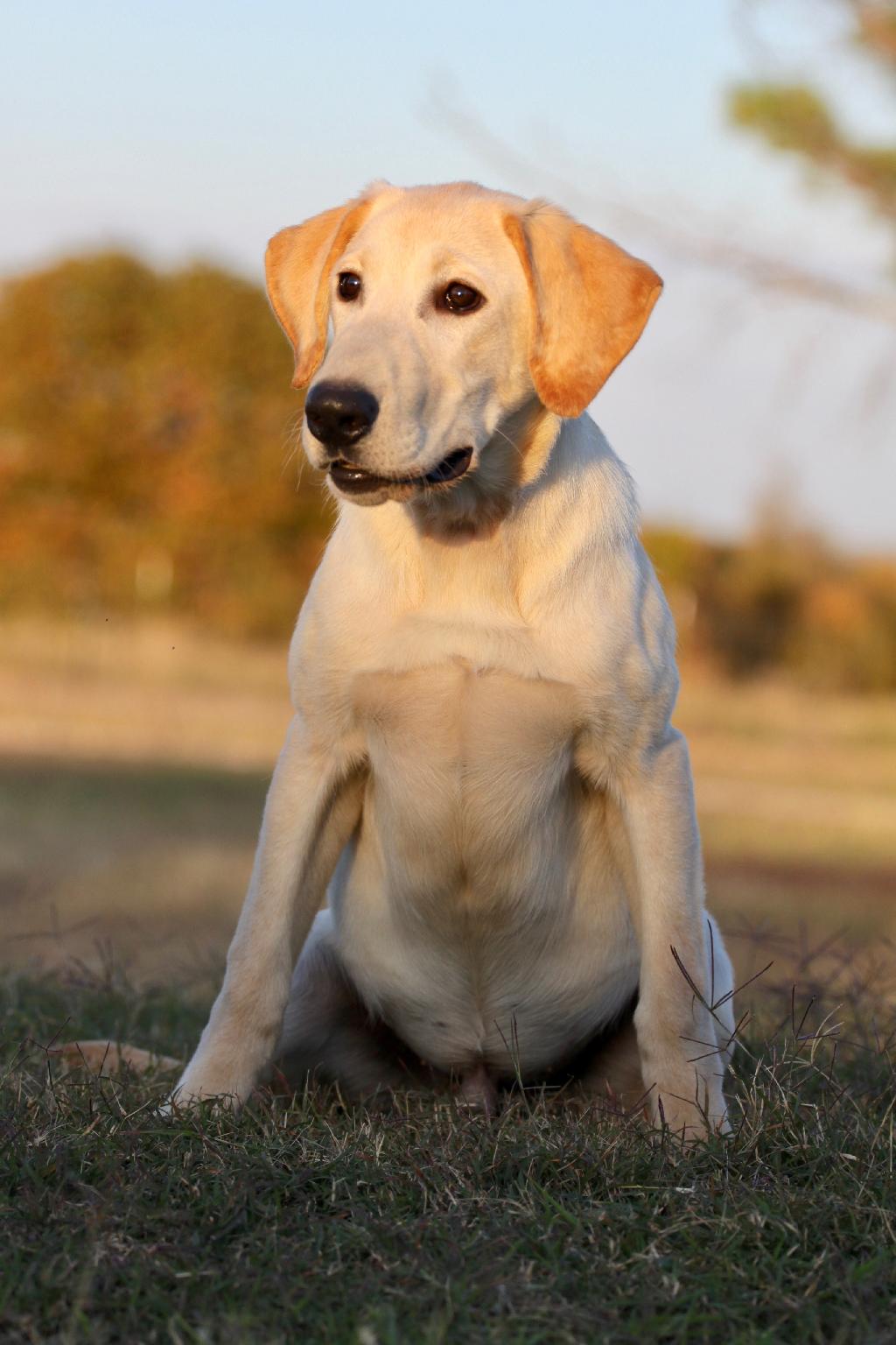 gund yellow lab