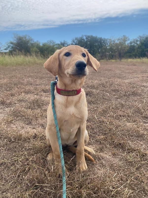 (TX) 4 MO OLD STARTED YELLOW FEMALE LABRADOR Labrador Retriever