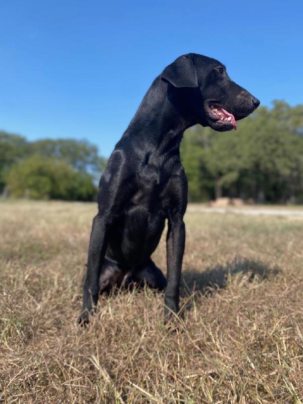 (TX) 1 YO READY TO HUNT BLACK MALE Labrador Retriever