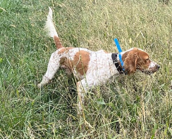 English Setter