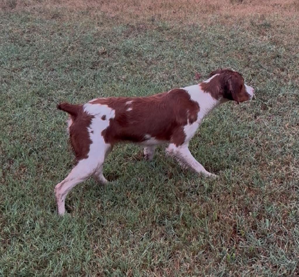 WELL STARTED MALE BRITTANY American Brittany