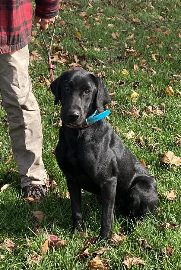 Labrador Retriever