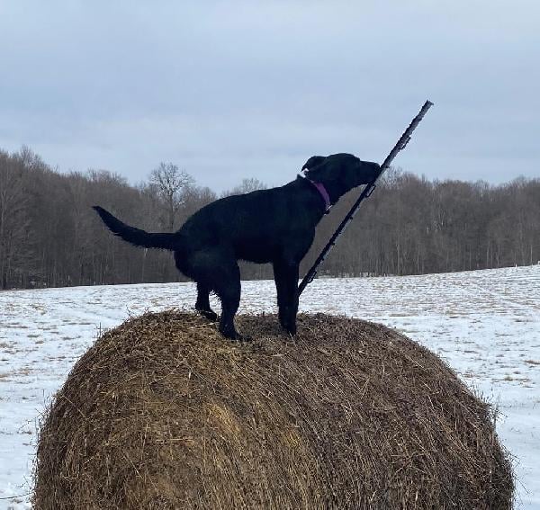 Labrador Retriever