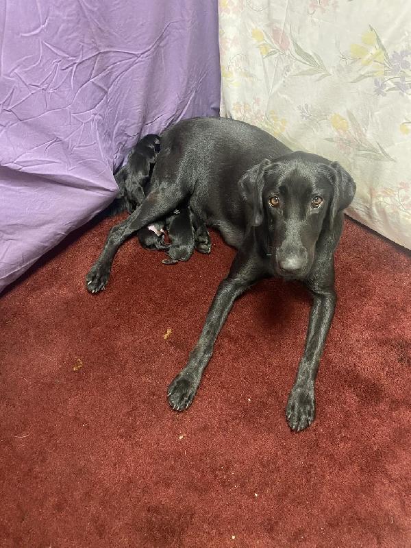 Labrador Retriever