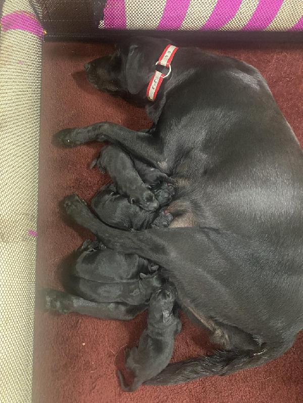 Labrador Retriever