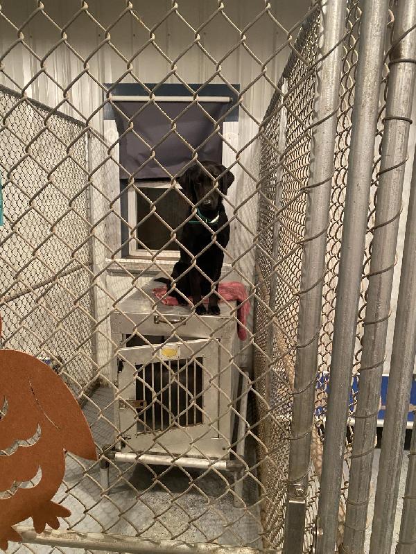 OLDSQUAWS FREDDYS QUEEN Labrador Retriever