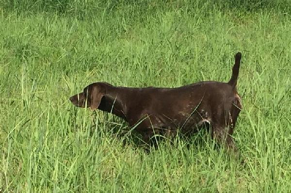 German Shorthaired Pointer