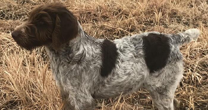 pointer poodle cross