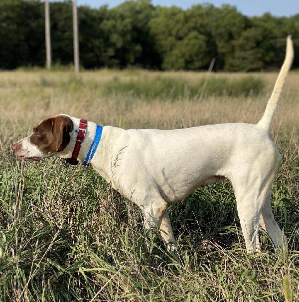 English Pointer