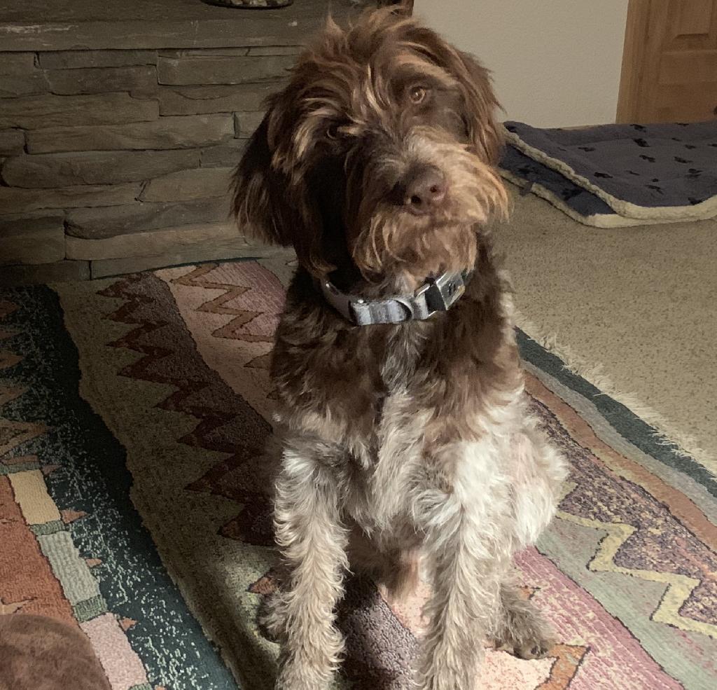 german shorthaired pointer mixed with poodle