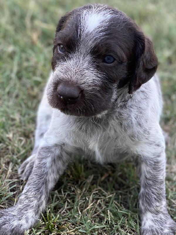 GERMAN SHORTHAIRED POINTER/POODLE