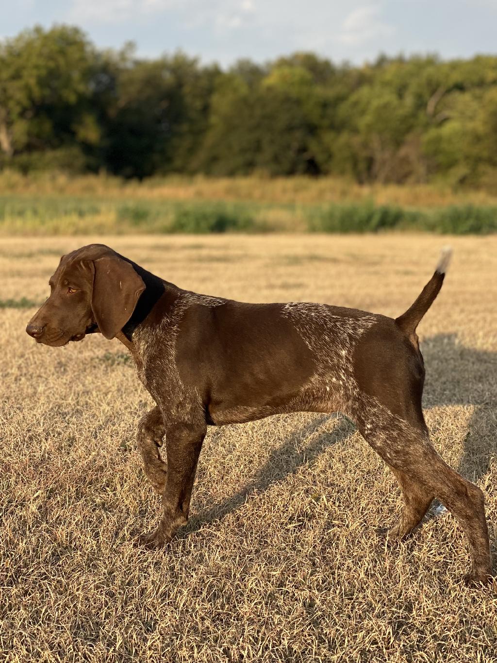 names-for-german-shorthair-puphelp