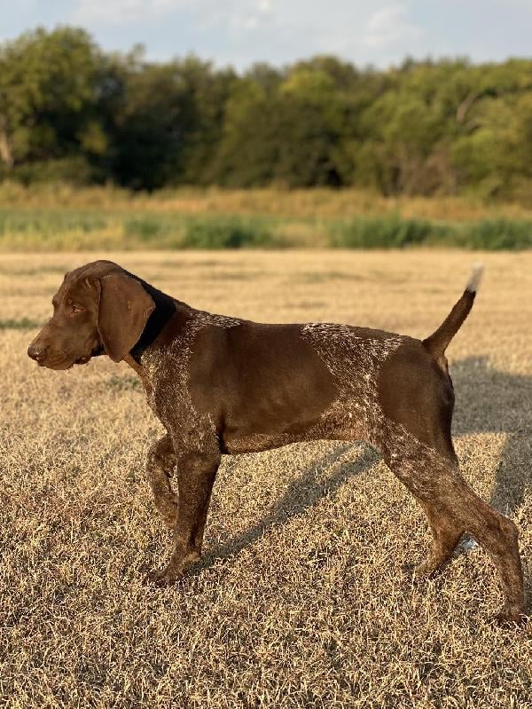 TRAINED GERMAN SHORTHAIRED STARTED FEMALES