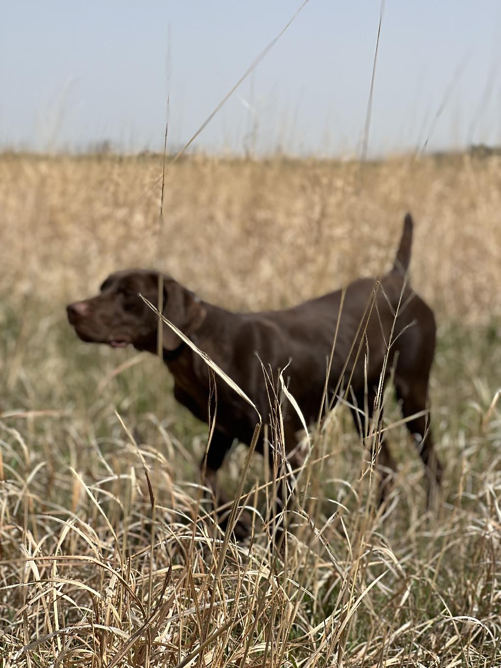 FINISHED GERMAN SHORTHAIRED POINTERS